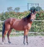 D pony's, Dieren en Toebehoren, Pony's, Hengst, Springpony, Z, Gechipt