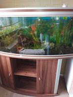 Aquarium compleet, Dieren en Toebehoren, Vissen | Aquaria en Toebehoren, Ophalen, Gebruikt, Gevuld zoetwateraquarium