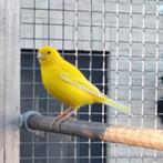 Kanarie mannen, Dieren en Toebehoren, Mannelijk, Zangkanarie