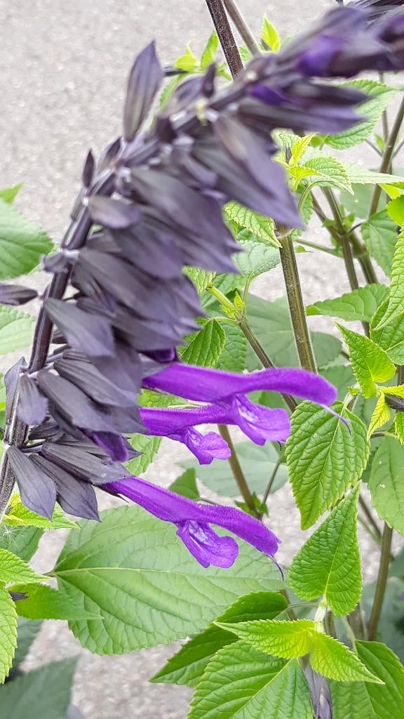 Salvia Hybrida Amistad Blauw, Ophalen, Bodembedekkers, Volle zon, Vaste plant