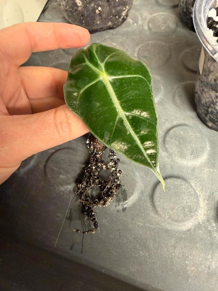 Baby Alocasia Polly #1 (te koop/te ruil), Huis en Inrichting, Kamerplanten, Overige soorten, Minder dan 100 cm, Groene kamerplant