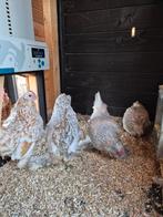 Broedeitjes ukkelse baardkriel, Mars, Plusieurs animaux