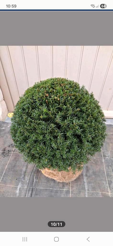Taxus verschillende maten en prijzen, Tuin en Terras, Planten | Struiken en Hagen, Struik, Taxus, 250 cm of meer, Ophalen