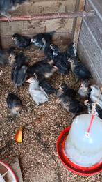 Jonge haantjes Brabanconne, Dieren en Toebehoren