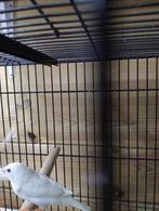 5 witte zebravinken met grijze schaduw op rug, Geslacht onbekend, Tropenvogel