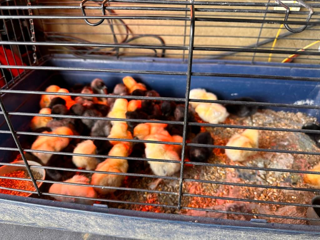 Leg kip kuikens vrouwtjes, Dieren en Toebehoren, Pluimvee, Vrouwelijk, Kip