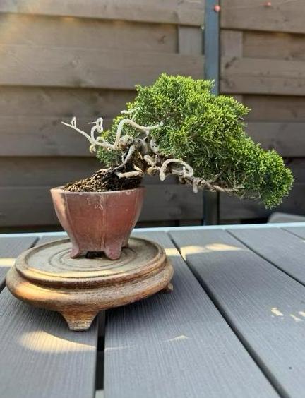 Bonsai Juniperus Chinensis Shohin - Jeneverbes, Lente, Minder dan 100 cm, Volle zon, In pot