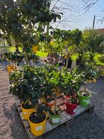 Mooi assortiment aan Citrussen, Tuin en Terras, Ophalen