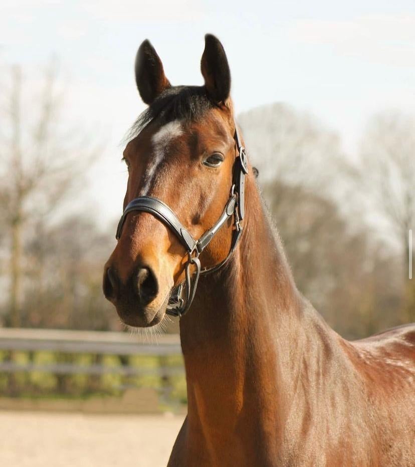 Belgische warmbloed, Cheval de dressage, 11 ans ou plus, Hongre, M