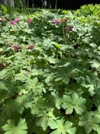 tuingeranium stekken, Ophalen, Lente