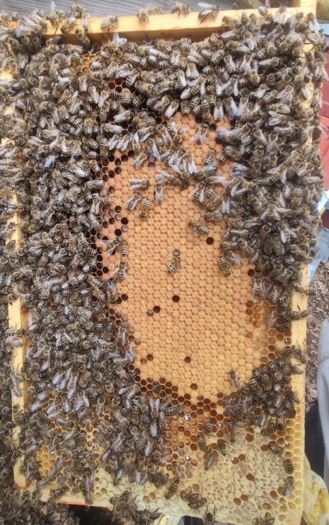 Sterk Carnica Bijenvolk 11-ramen Simplex Koningin 2025, Dieren en Toebehoren, Insecten en Spinnen, Bijen