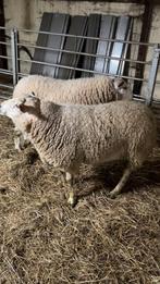 Moutons, Animaux & Accessoires, Mâle, Mouton, 0 à 2 ans