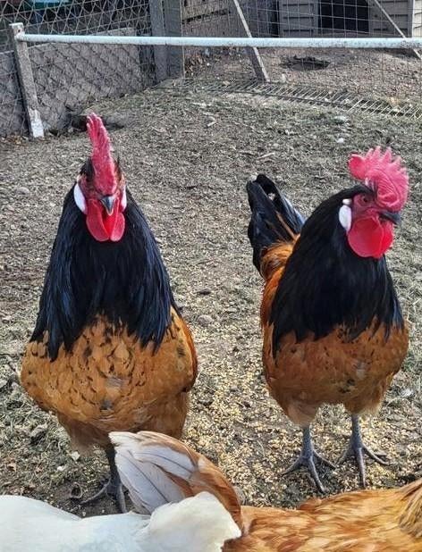 Te koop: Raszuivere Vorwerk hanen, Dieren en Toebehoren, Mannelijk, Kip