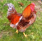 Wyandotte kriel haan goud blauw gezoomd, Animaux & Accessoires, Mâle, Poule ou poulet