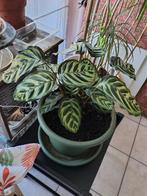 Plante d'intérieur  *  Calathea  avec pot et secoupe., Maison & Meubles, Plantes d'intérieur