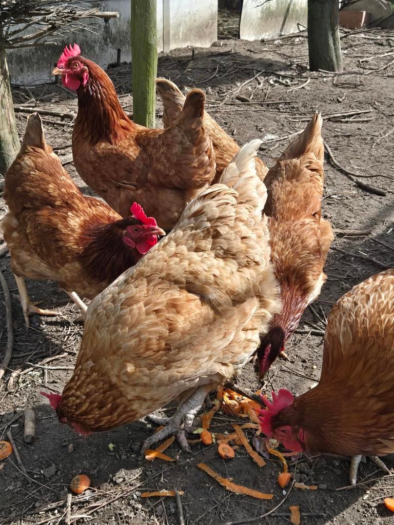 Leghen REDCO broedeieren, Dieren en Toebehoren, Pluimvee