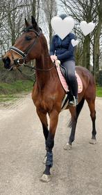 Jument bien montée, B, 11 ans ou plus, 165 à 170 cm, Jument