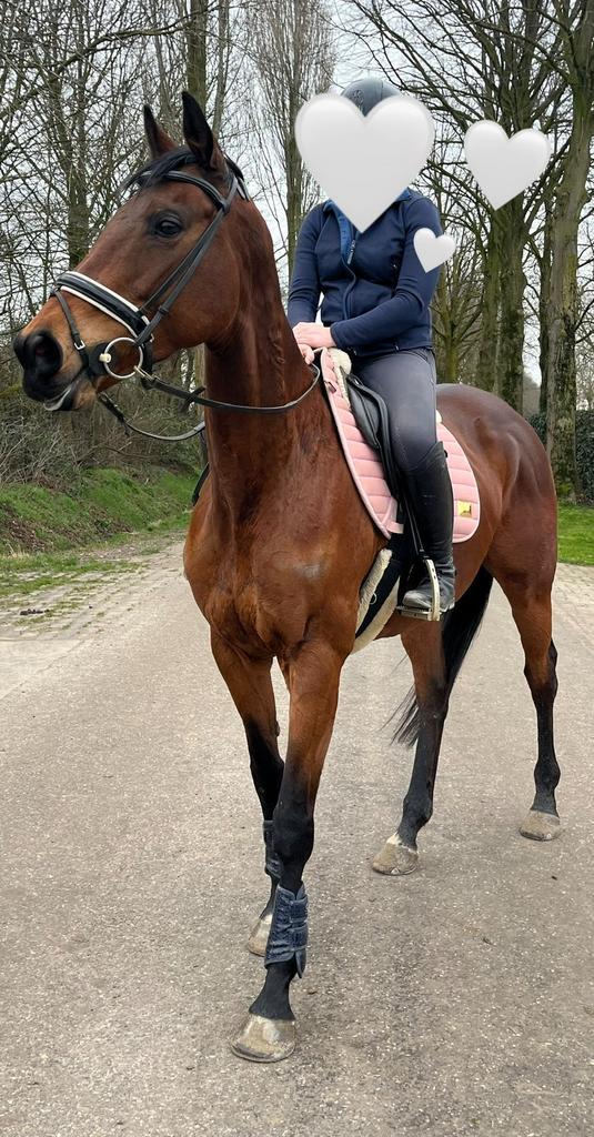 Jument bien montée, Animaux & Accessoires, Chevaux, Jument, B, 165 à 170 cm, 11 ans ou plus, Cheval de récréation, Avec pedigree
