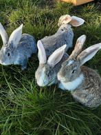 Jonge duitse reuzen acht weken