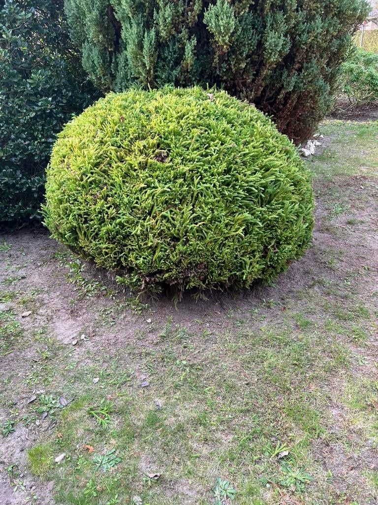 Wel zelf uit doen, Enlèvement