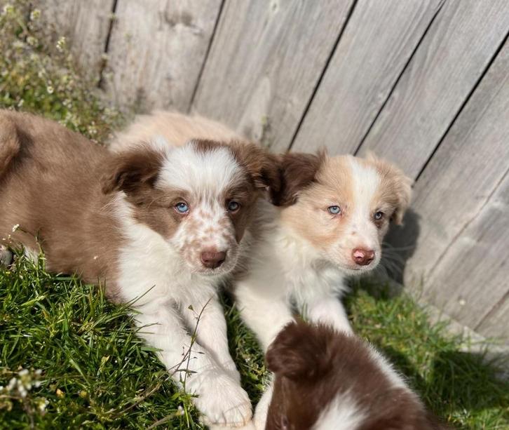 Jolis chiots border collie, Animaux & Accessoires, Chiens | Bergers & Bouviers, Plusieurs animaux, Colley, Éleveur | Professionnel