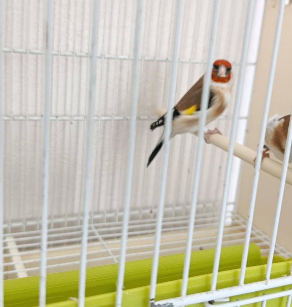 Chardonneret femelle intermédiaire, Animaux & Accessoires, Oiseaux | Oiseaux Autre, Femelle, Oiseau tropical, Domestique