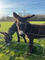 Ezel hengst poitou, Août, Mâle