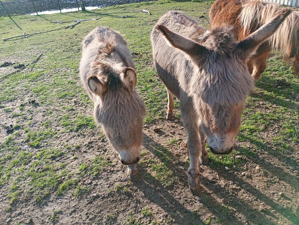 ezeltjes, Dieren en Toebehoren, Paarden, Minder dan 160 cm, Niet van toepassing, 7 tot 10 jaar, Meerdere dieren