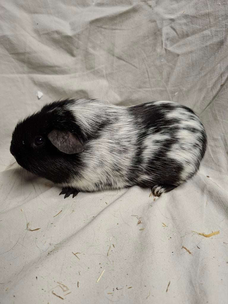 Zwart dalmatiner cavia zeug 3, Dieren en Toebehoren, December, Vrouwelijk, Cavia