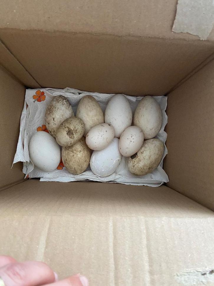 Oeufs de canard et d'oies Barberie à vendre, Animaux & Accessoires, Volatiles, Oie ou Cygne