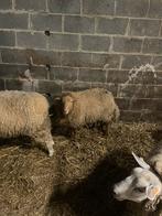 Voskop ram 6 mois, Mâle, Mouton, 0 à 2 ans