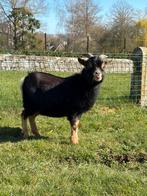 Geitenbok black & tan