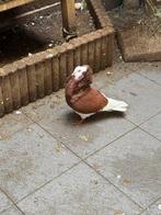 Kapucijn duif, Mâle