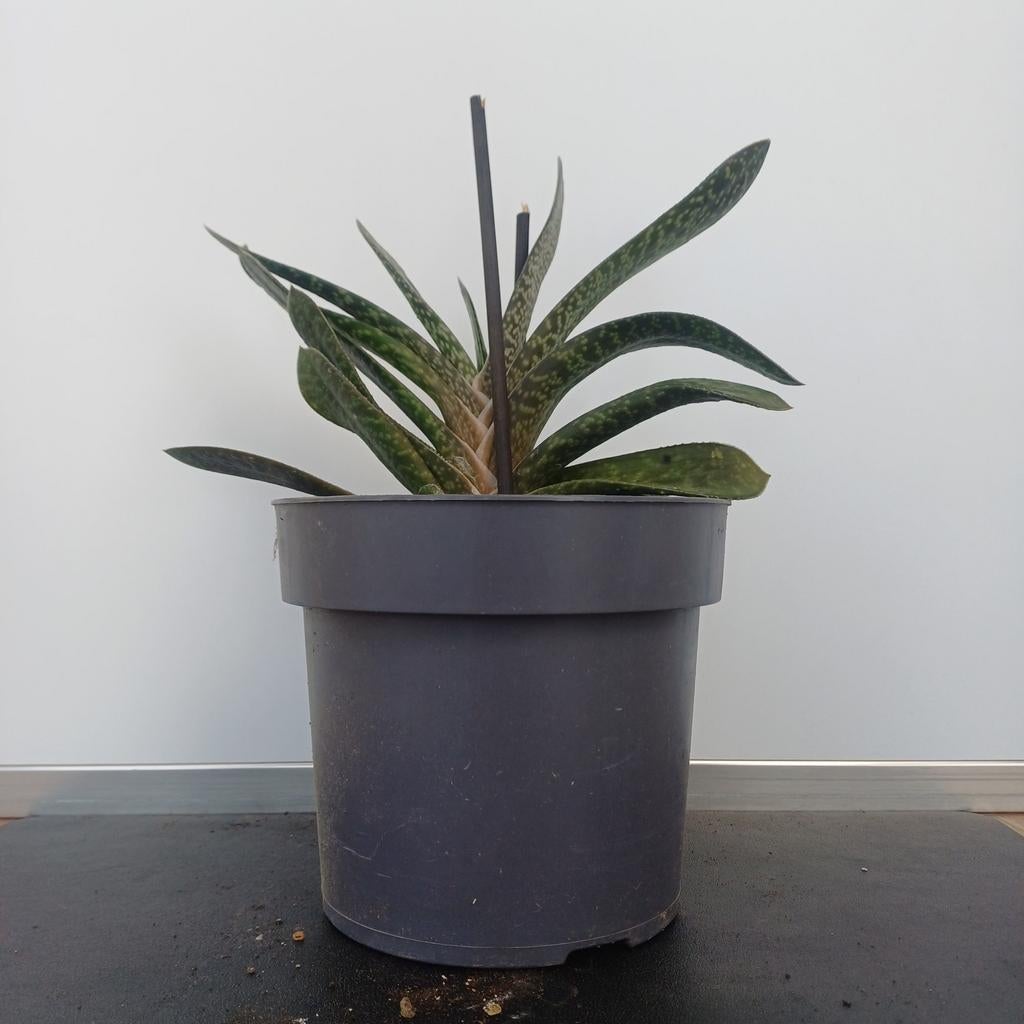 Kamer-/ vetplanten Aloë Vera en Gasteria, Maison & Meubles, Plantes d'intérieur, Enlèvement, Plante succulente