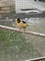 Glosster/waterslager/geel-groene man, Canari de posture