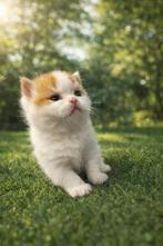 Brits korthaar kittens met stamboom, Plusieurs animaux, Avec pedigree, 0 à 2 ans