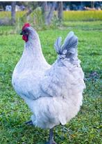 GEZOCHT: Orpington Lavendel, Dieren en Toebehoren
