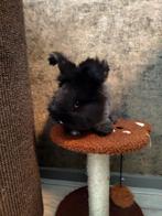 Engelse Angora (zwart vienna rammetje 9 weken!, Dieren en Toebehoren, Konijnen