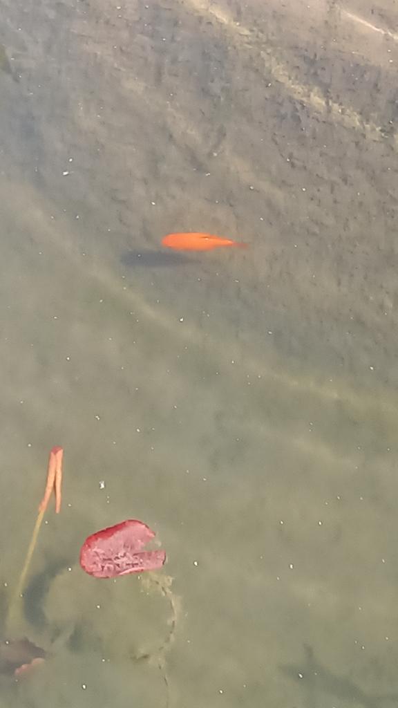 Poissons rouges et hybrides, Animaux & Accessoires, Poissons | Poissons d'étang, Poisson(s) rouge(s)