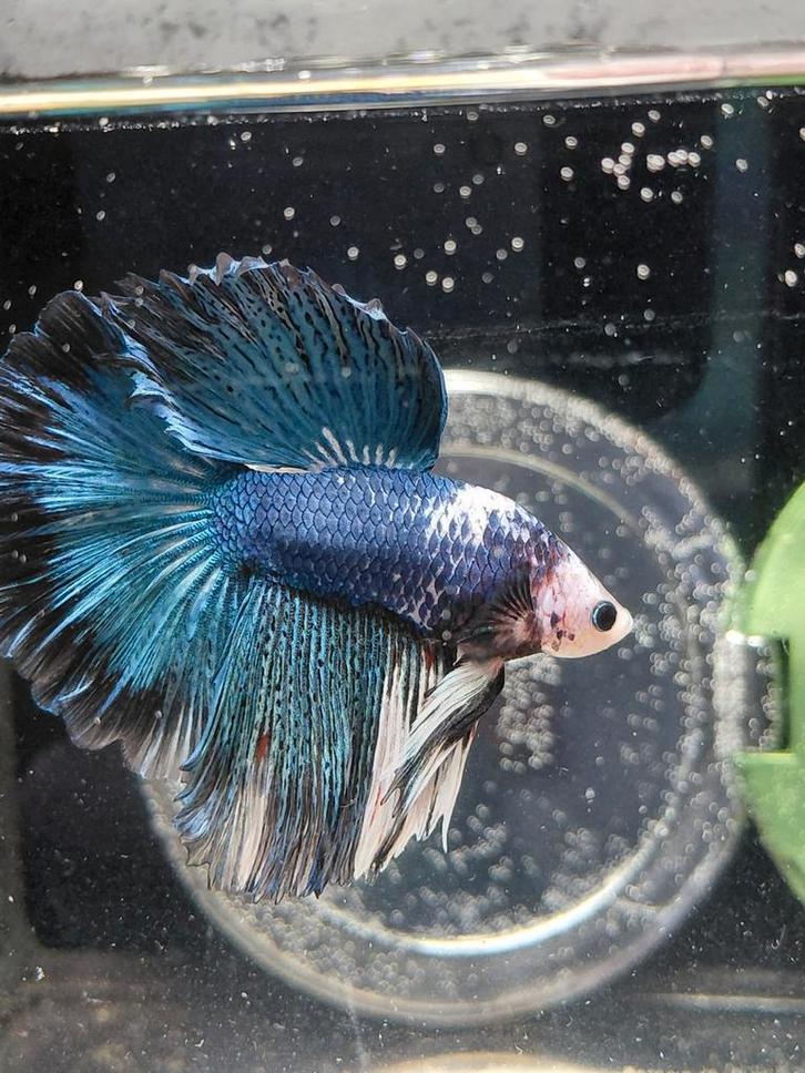 Mega halfmoon betta man, Dieren en Toebehoren, Vissen | Aquariumvissen, Vis