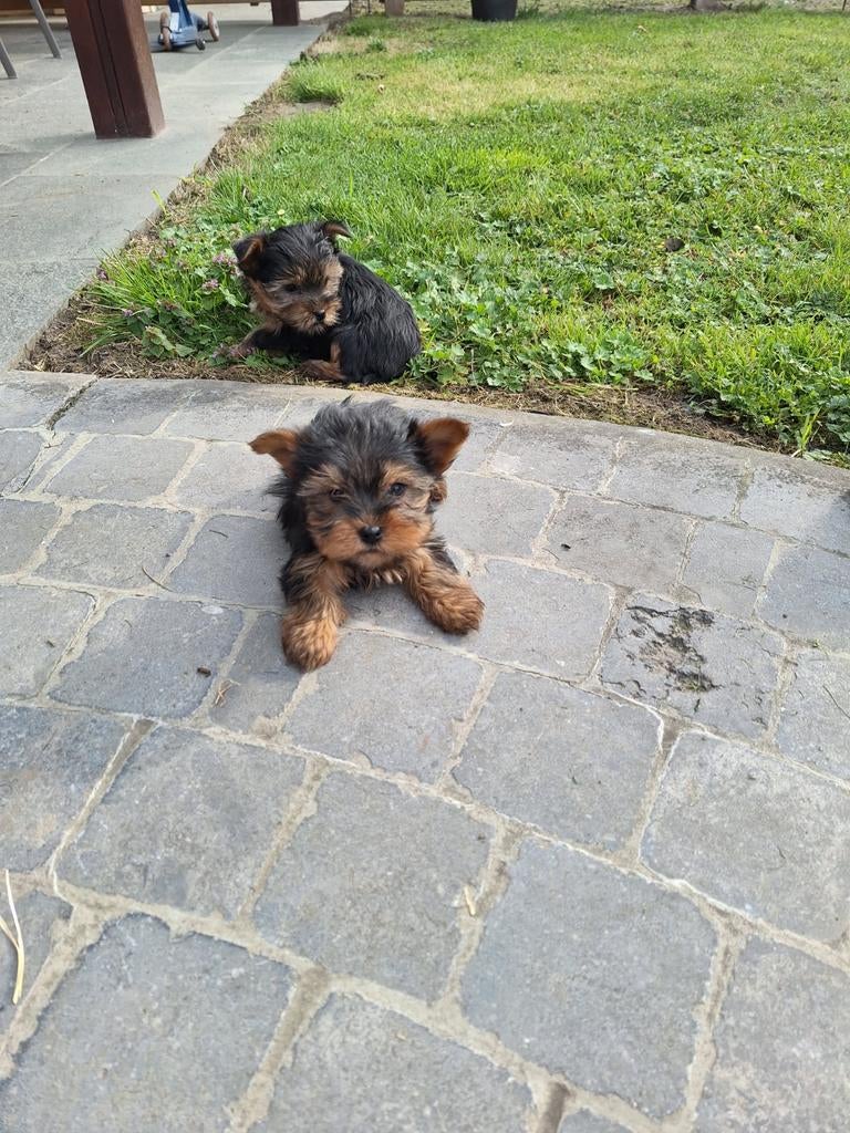 Yorkshire terriër pups mini en standaard, België, 8 tot 15 weken, Meerdere, Fokker | Professioneel