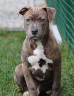 Chiot américain Stafford, Animaux & Accessoires, Chiens | Jack Russell & Terriers, American Staffordshire Terrier, Chien (mâle)