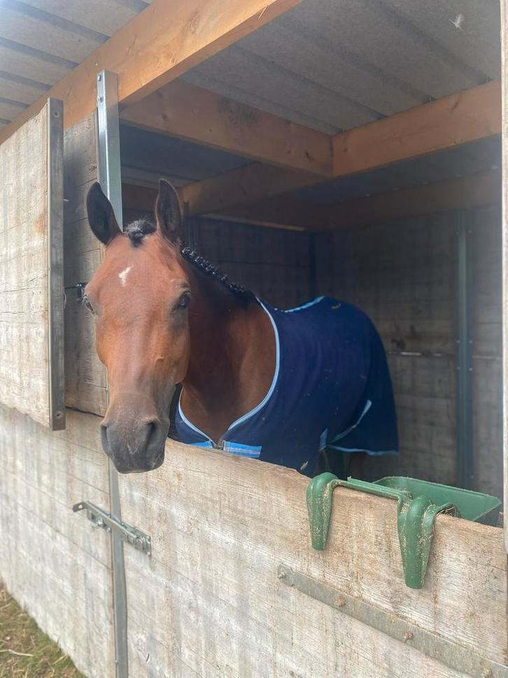 8 jarige ruin te koop, Dieren en Toebehoren, Paarden, Ruin