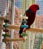 Edelpapegaai, Dieren en Toebehoren, Vrouwelijk, Papegaai, Tam