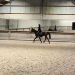 15 jarige Fokmerrie / rijpaard project, Dieren en Toebehoren, Merrie, Springpaard, Met stamboom, Zadelmak