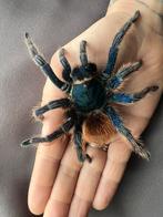 Chromatopelma cyaneopubescens (female)