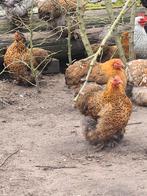 Broedeieren cochinkriel