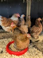 cochin kriel, Animaux & Accessoires