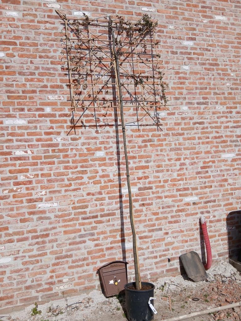 steeneik  stamhoogte  200 cm, Ophalen