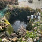 2 visvijvers te koop, Enlèvement, Utilisé